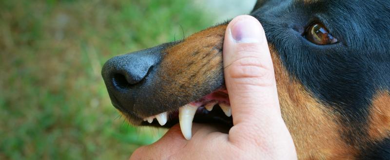 Взыскана компенсация морального вреда ребенку за укус собаки