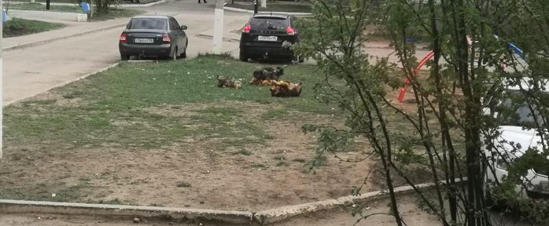 На ясненского  мальчика напали бездомные собаки