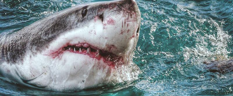 Две смертельные жертвы нападения акул в Египте!
