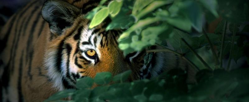 Как жизнь ловит тигров на клейкие листья