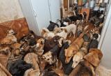 "Жизнь собачья": оренбурженку привлекли к ответственности из-за 15 собак и кошек в квартире
