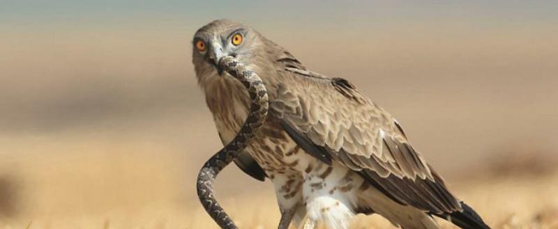 В оренбургском заповеднике "Шайтан-Тау" выявили 23 новых для территории вида птиц