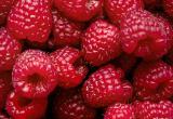<a href="https://ru.freepik.com/free-photo/fresh-raspberries-flat-lay-food-photography_15439876.htm#query=%D0%BC%D0%B0%D0%BB%D0%B8%D0%BD%D0%B0&position=2&from_view=search&track=sph">Изображение от rawpixel.com</a> на Freepik