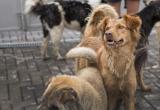 Ясненским судом взыскана компенсация морального вреда с администрации города за нападение собак