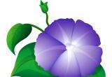 <a href="https://www.freepik.com/free-vector/morning-glory-purple-color_19727989.htm#fromView=search&page=1&position=17&uuid=7bcdb874-2813-4d05-a5aa-d7dec1a4b564">Image by brgfx on Freepik</a>
