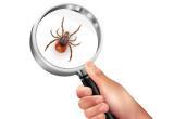 <a href="https://www.freepik.com/free-vector/realistic-spider-mite-lens-composition-magnifying-glass-mans-hand-with-mite-vector-illustration_37420086.htm#fromView=search&page=1&position=6&uuid=e7a8b493-b795-4111-9b00-7c8e0a8a0de1">Image by macrovector on Freepik</a>