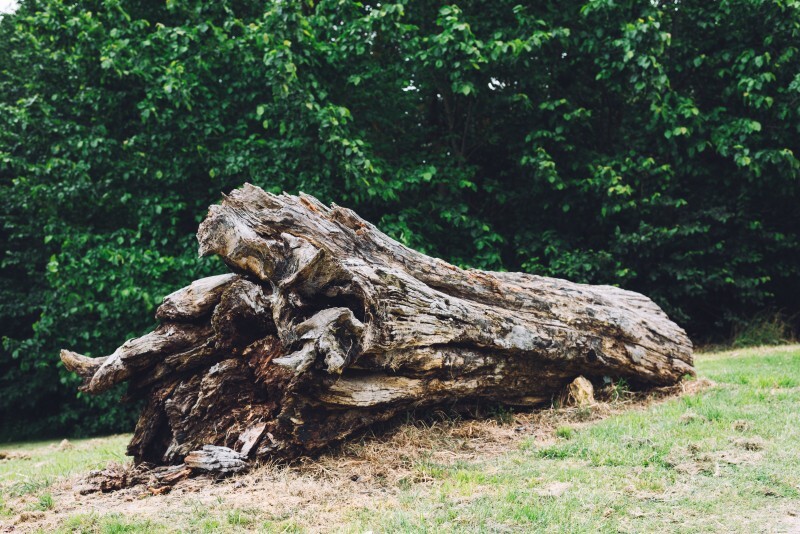 https://img.freepik.com/free-photo/dried-tree-trunk_1372-129.jpg?t=st=1746286092~exp=1746289692~hmac=6b49001dde1c06886d54051dfc8c8c31af70e740f818eecfa34c08ac2d615a81&w=1060 Ясненцы, осторожно - ветер!