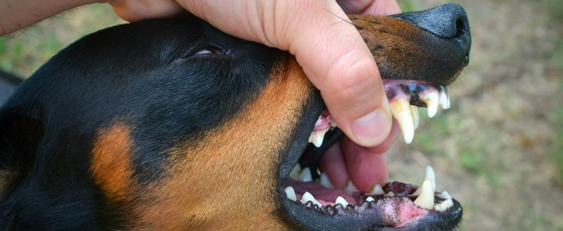 https://img.freepik.com/free-photo/vicious-dog-showing-teeth-biting-hand_342744-1579.jpg?t=st=1746634361~exp=1746637961~hmac=59d1f7dcdb2b3f6d38bf32aba4fccc297c121030100a1774ad55a716ead34fd9&w=1380 Спор о компенсации морального вреда за укус собаки продолжается